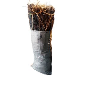 Makala (charbon de bois) — Sac